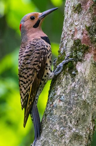image of Woodpecker on Tree